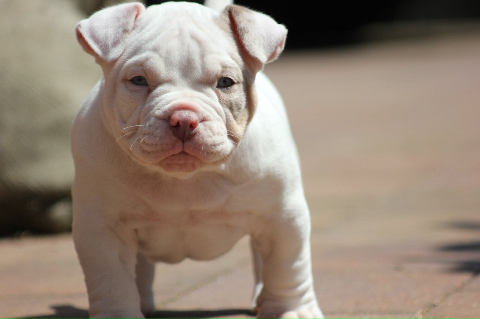 American bully pups met abkc stamboom, Overige rassen, 8 tot 15 weken, Teef, Parvo