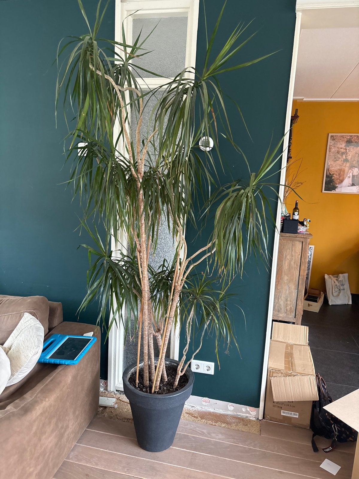 Grote Dracaena plant in pot, Ophalen, 200 cm of meer, Overige soorten, Halfschaduw