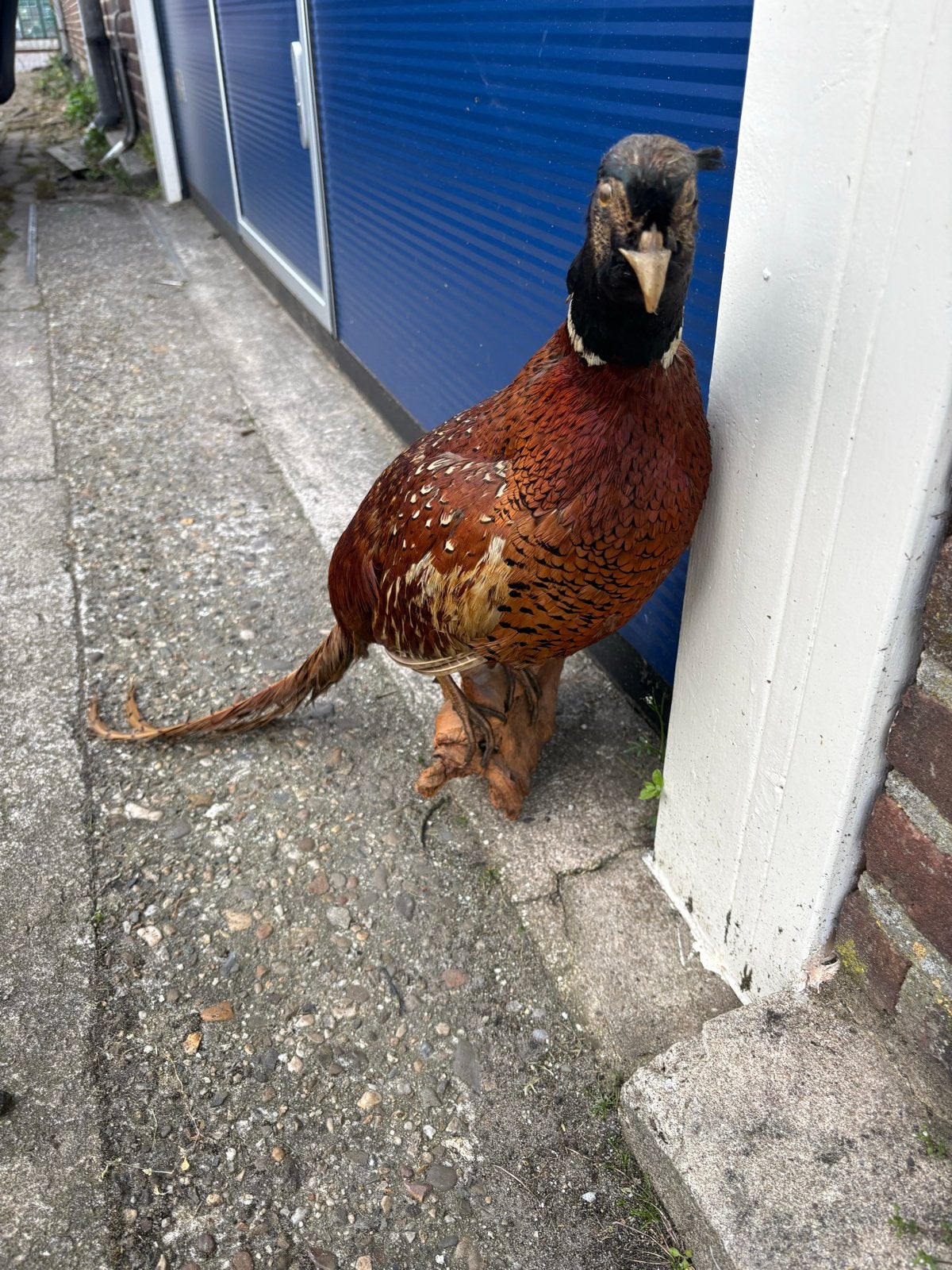 Prachtige Opgezette Fazant - Decoratief en Uniek, Verzamelen, Ophalen of Verzenden, Gebruikt, Vogel, Opgezet dier