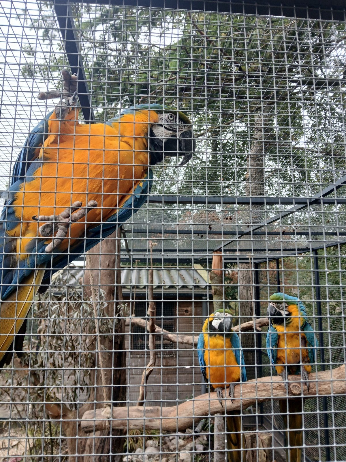 Koppel blauw gele aras, Dieren en Toebehoren, Meerdere dieren, Papegaai, Geringd