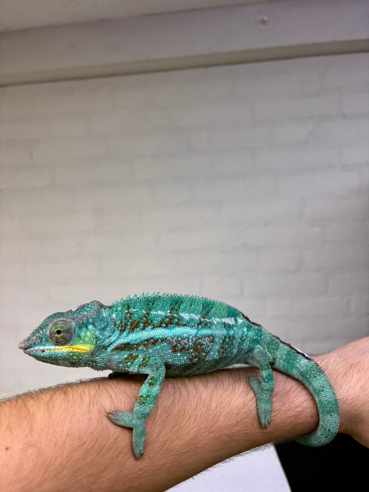 Prachtige super tamme panterkameleon man Chameleon photo 2