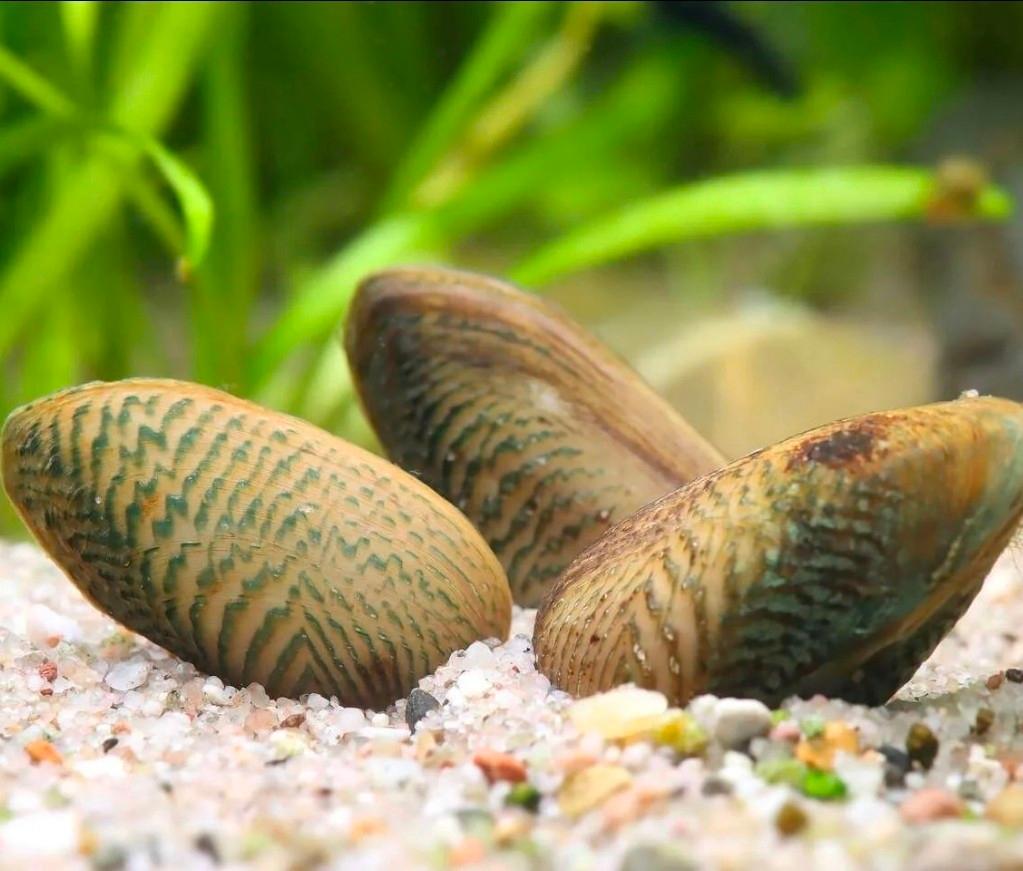 Scabies Crispata, Dieren en Toebehoren, Vissen | Aquariumvissen, Slak of Weekdier, Zoetwatervis