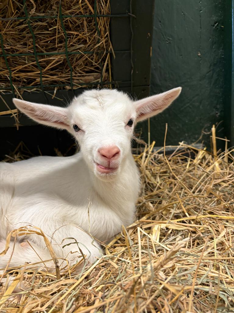 Witte melkgeit bokje, Dieren en Toebehoren, Mannelijk, Geit, 0 tot 2 jaar