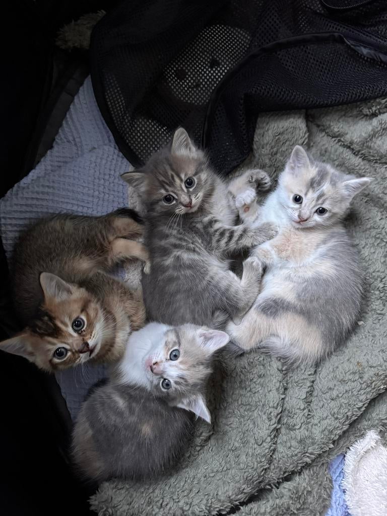 4 britse korthaar X europese korthaar kittens, Dieren en Toebehoren, Katten en Kittens | Overige Katten, Meerdere dieren, Kortharig