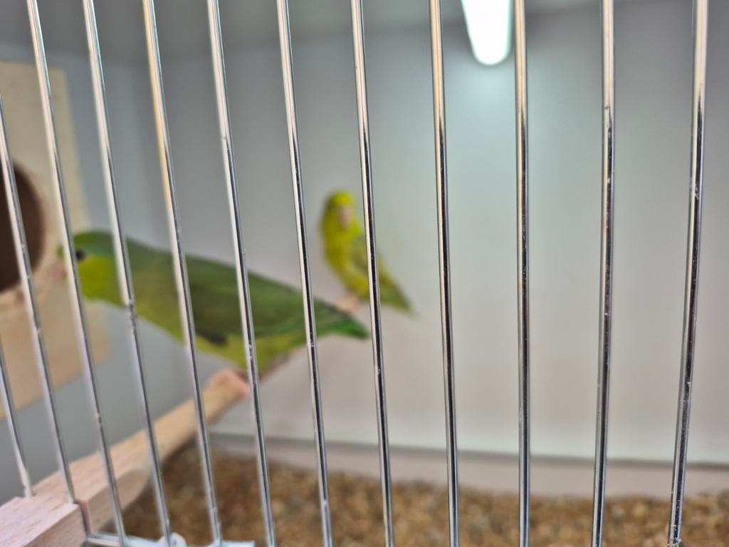 Koppel forpussen, Dieren en Toebehoren, Vogels | Parkieten en Papegaaien, Meerdere dieren, Parkiet, Geringd