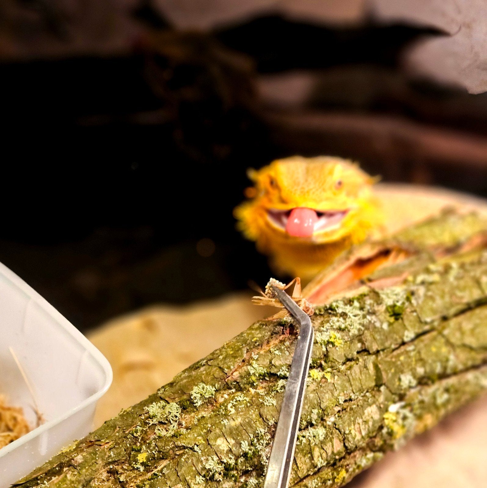 Baardagaam -  Vrouw - Inclusief Terrarium. Bearded Dragon photo 16