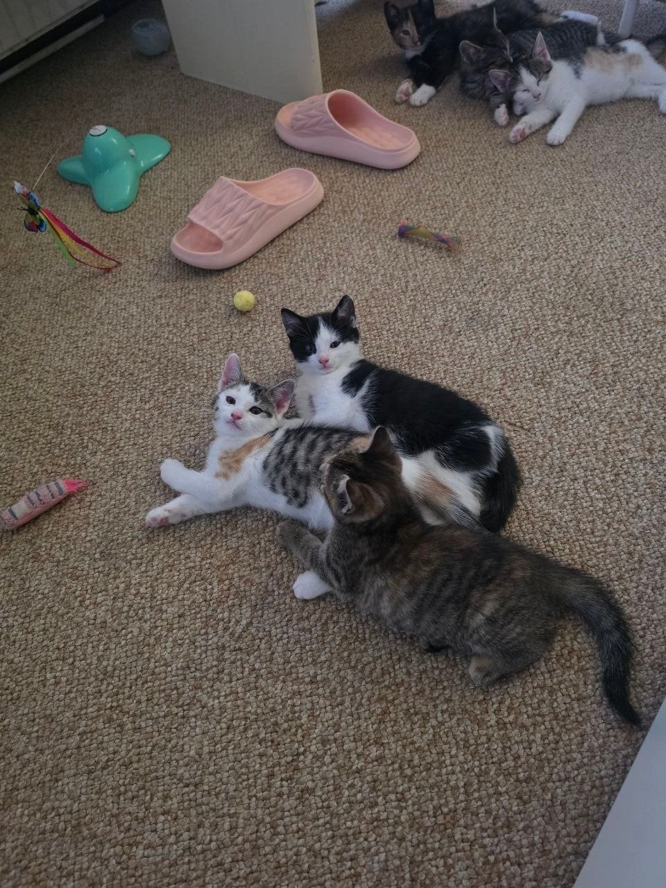 Prachtige britse korthaar kruising kittens!!
