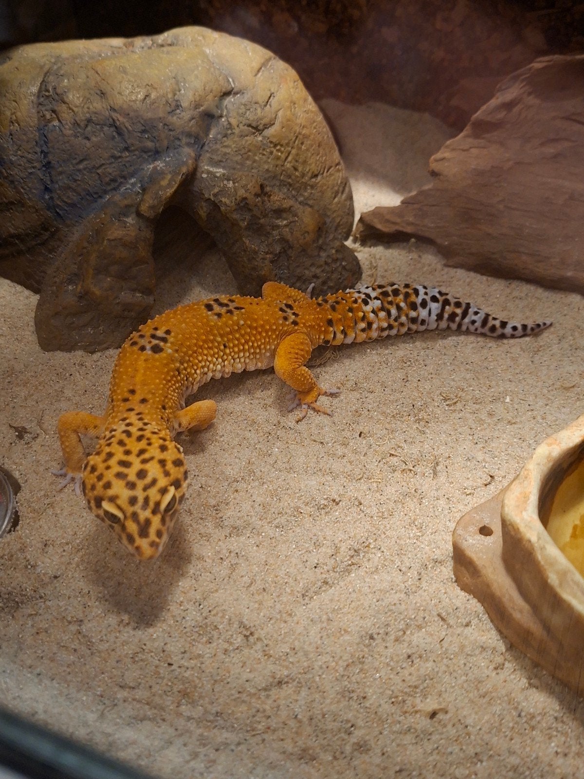 Luipaardgekko met Terrarium Leopard Gecko photo 5