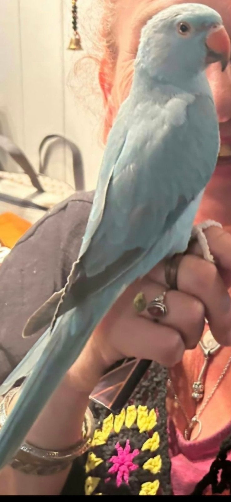 Turquoise en Gele tamme pratende halsband parkieten, Meerdere dieren, Parkiet, Pratend