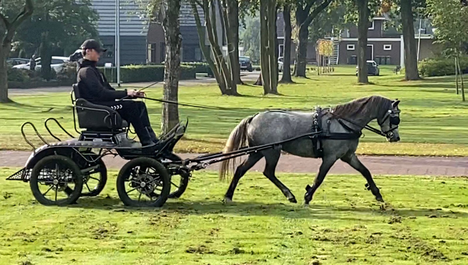Super brave en lieve pony, Merrie, B pony (1.17m tot 1.27m), Met stamboom, 7 tot 10 jaar
