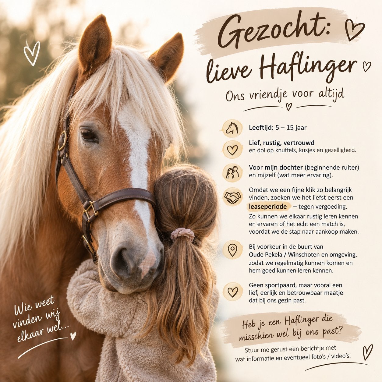 Gezocht: Haflinger, Dieren en Toebehoren, Ophalen