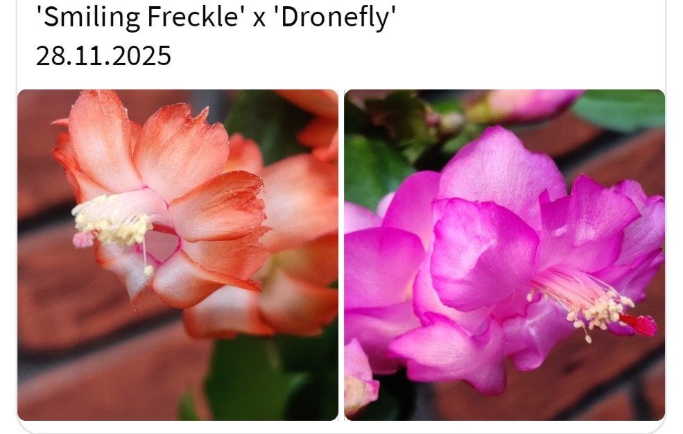 Schlumbergera nieuwe hybride zaadbesje op 1 bladsegment, Verzenden, Halfschaduw, Minder dan 100 cm