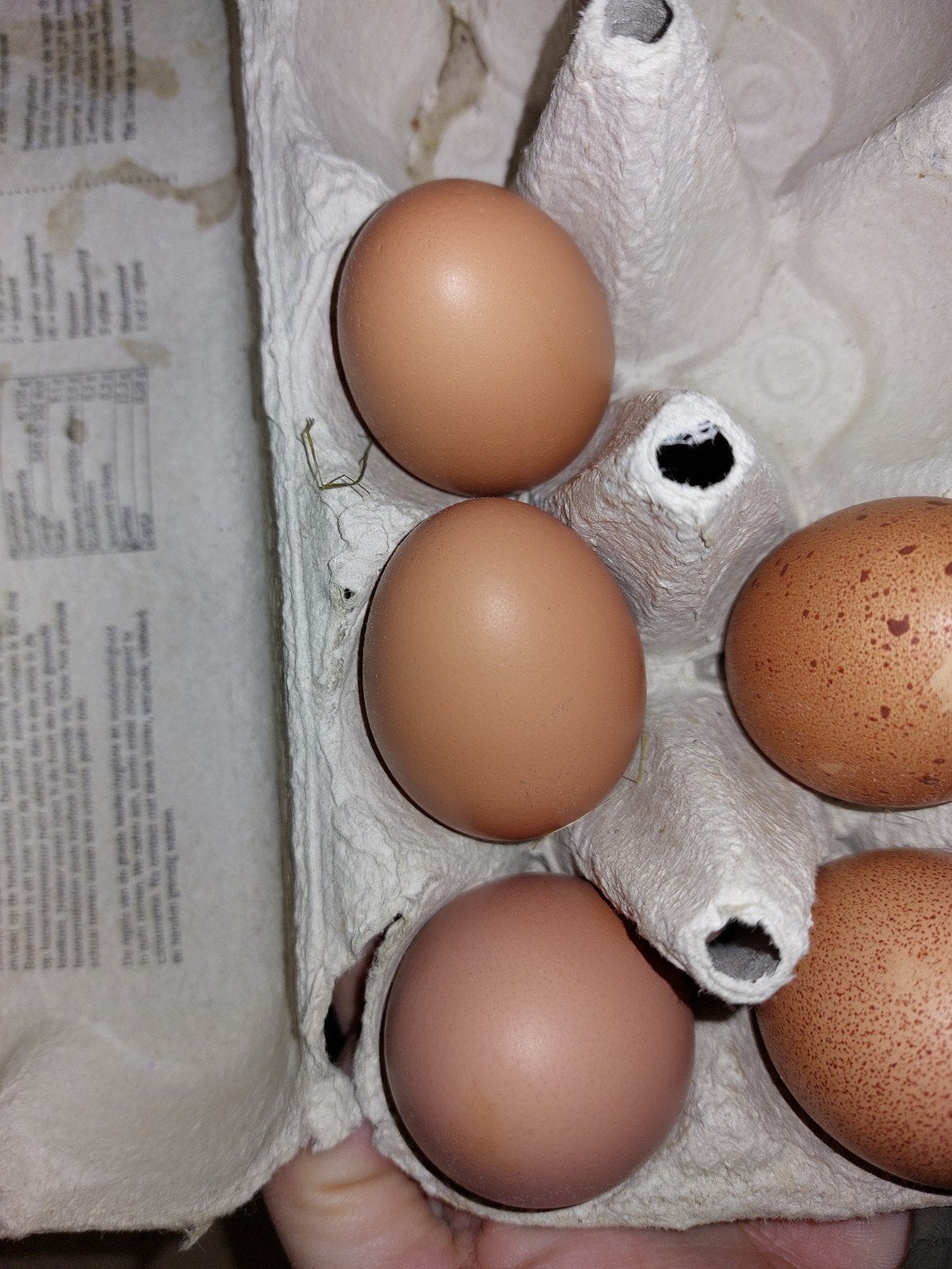 Broedeieren dubbelgezoomde barnevelders, Dieren en Toebehoren, Pluimvee, Geslacht onbekend, Kip