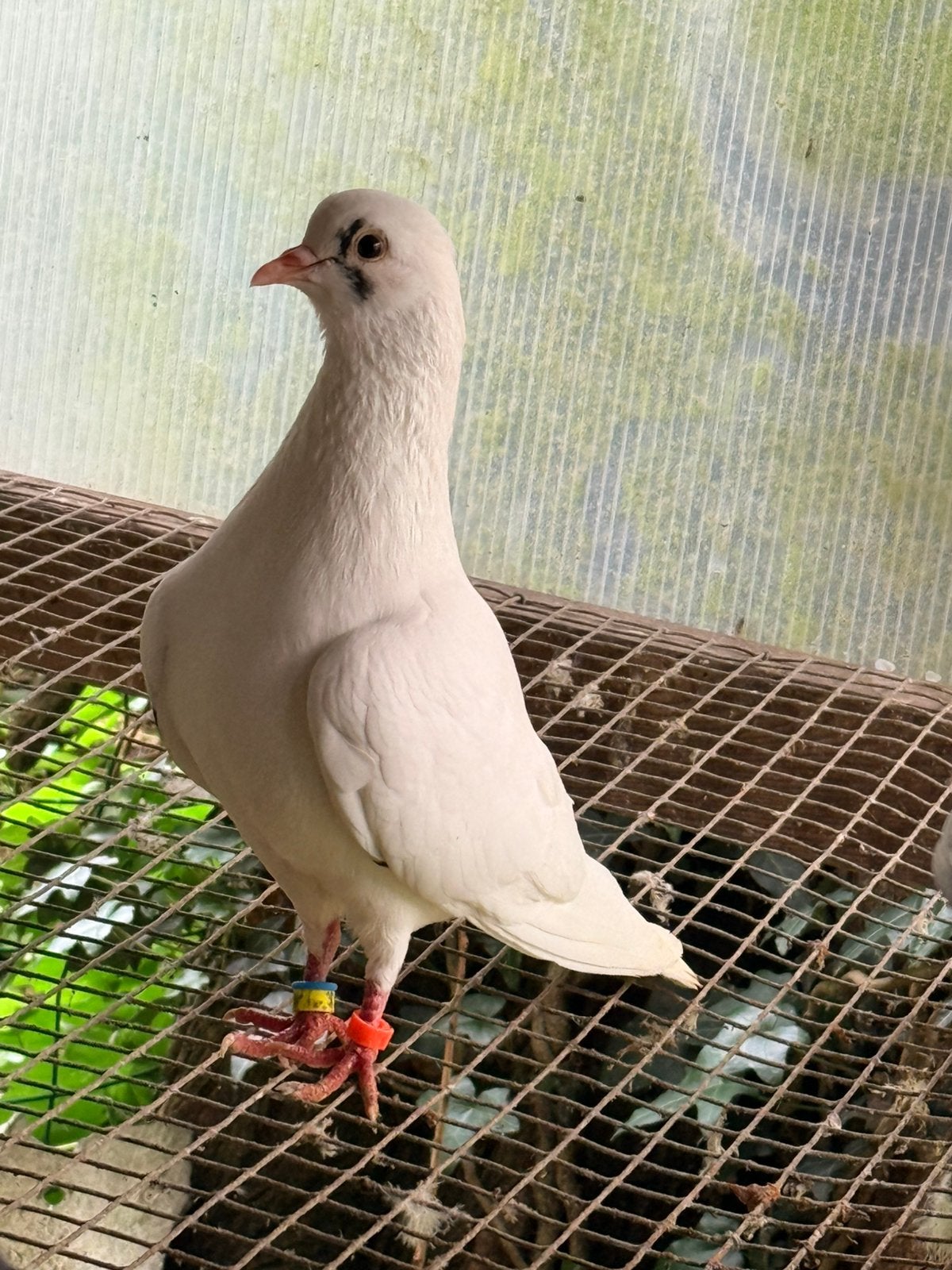 Kumru’s duiven, Dieren en Toebehoren, Vogels | Duiven, Meerdere dieren, Overige soorten