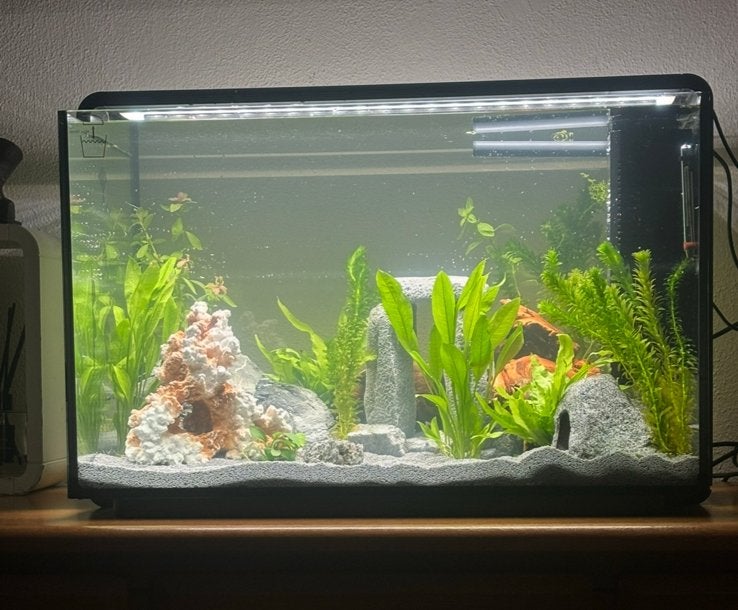 Opzoek gebruike aquarium spons of hout, Dieren en Toebehoren, Ophalen, Zo goed als nieuw, Plant(en), Steen of Hout