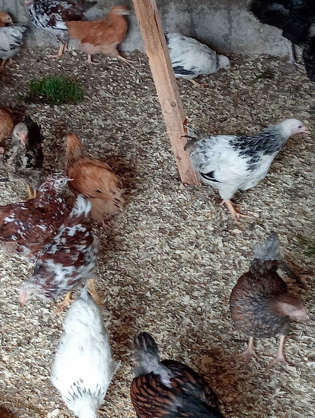 wyandotte kriel, Meerdere dieren, Kip
