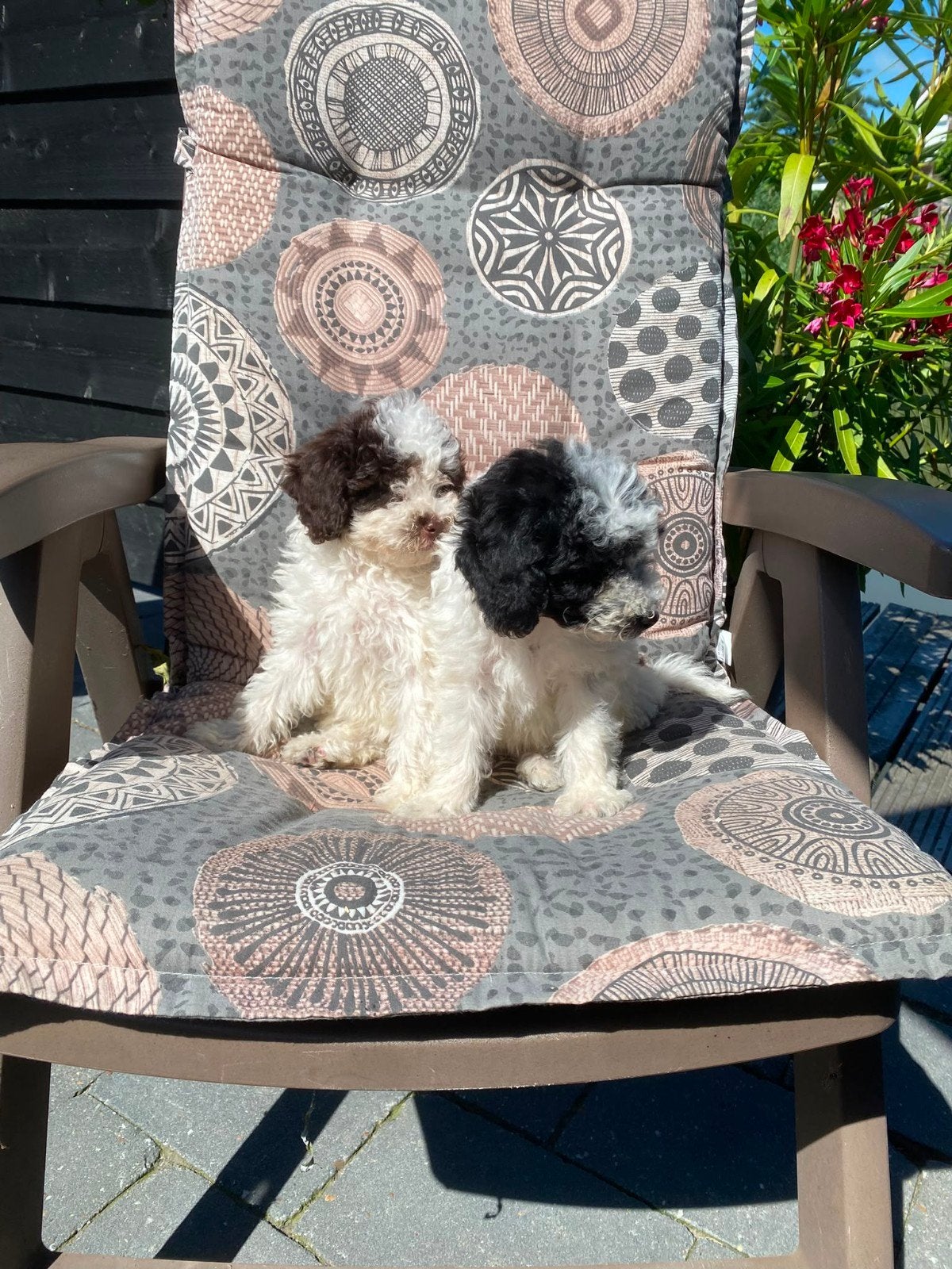 Dwergpoedel x toypoedel pups Teefjes, Poedel, Parvo, 8 tot 15 weken, Teef