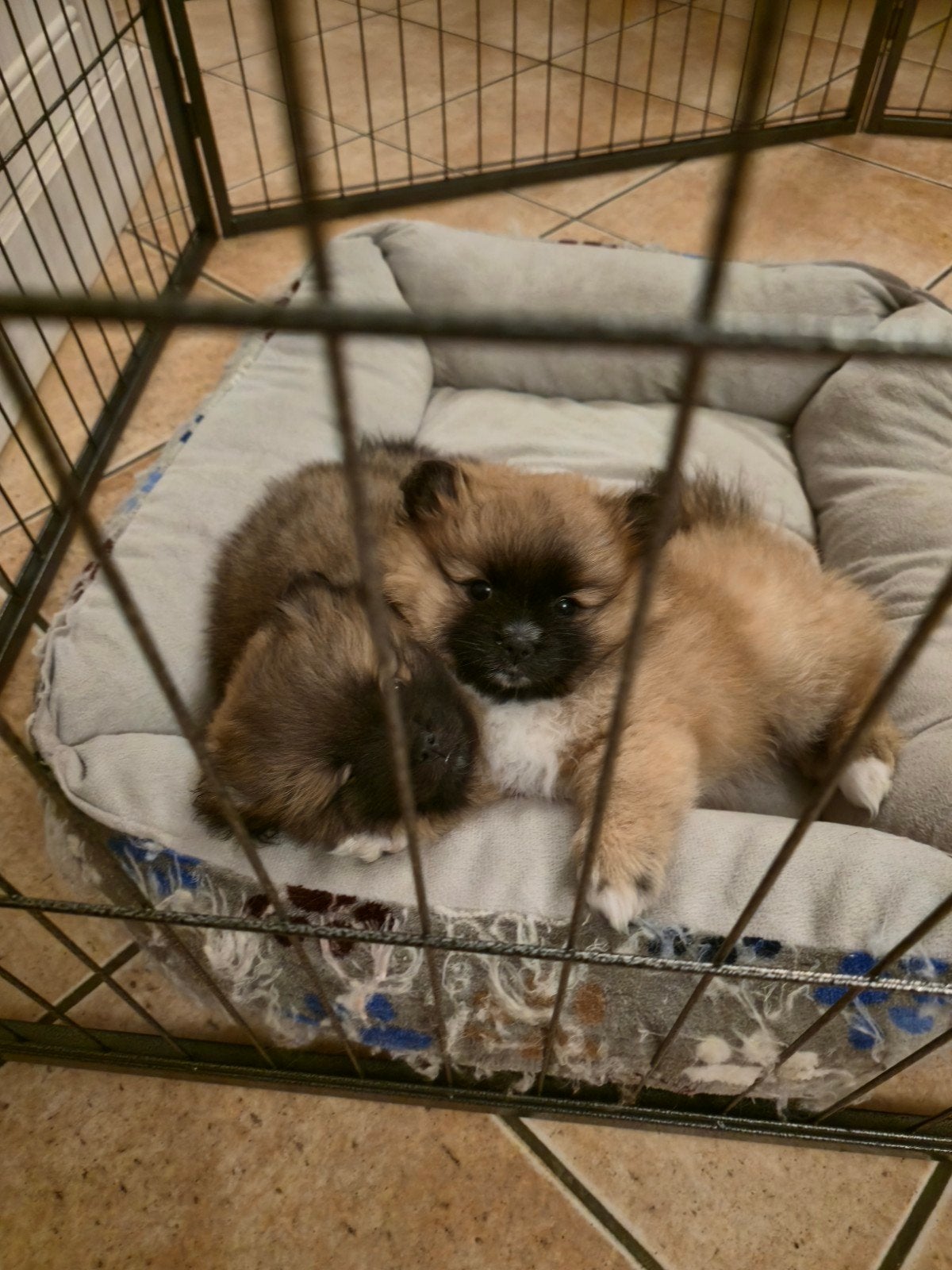 pomeranian ( donkerbruine gereserveerd), Ophalen, Nieuw