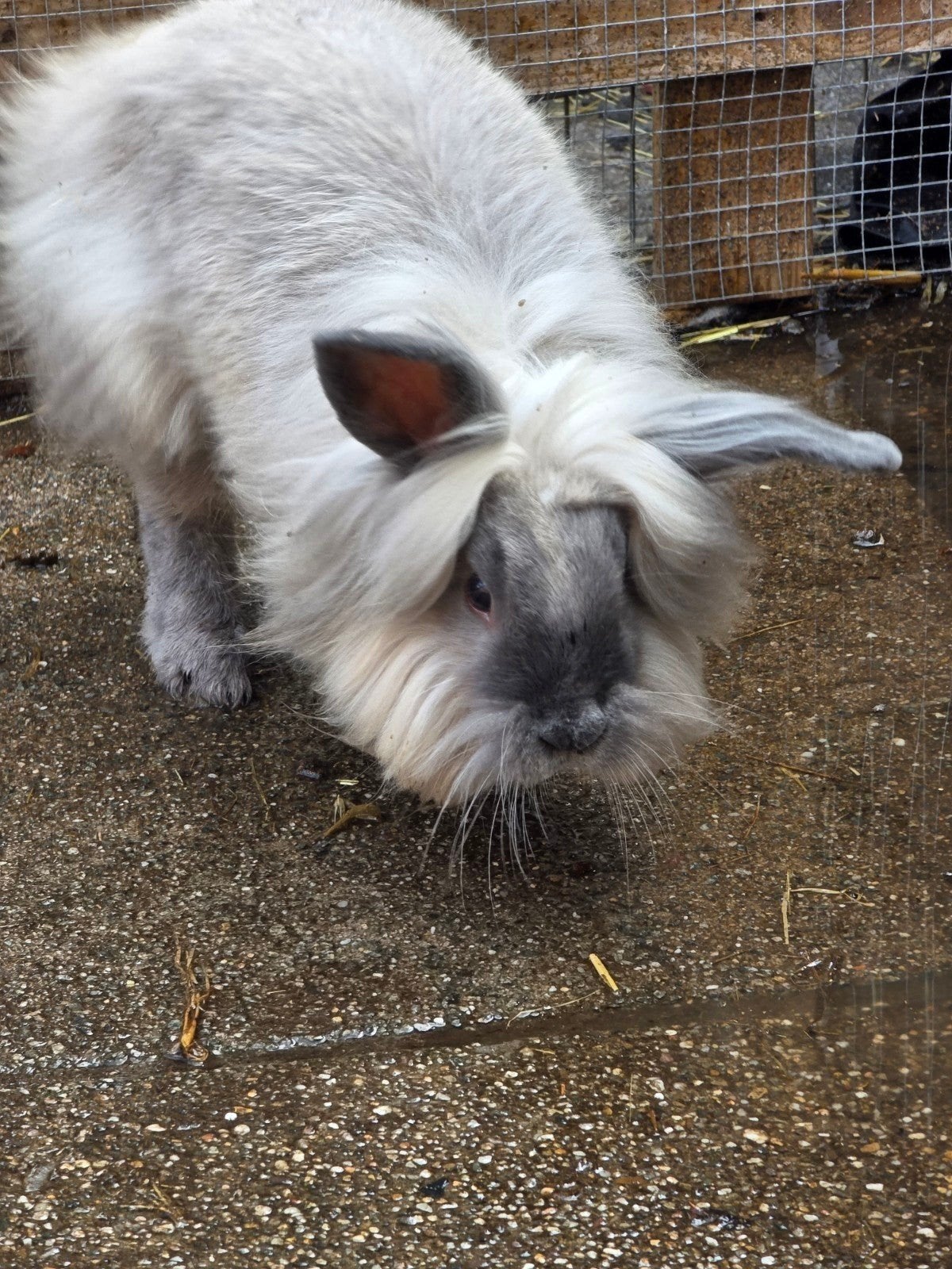 Deze rammen zoeken een 5* huisje, Dieren en Toebehoren, Konijnen, Mannelijk, Middelgroot, Hangoor, 0 tot 2 jaar