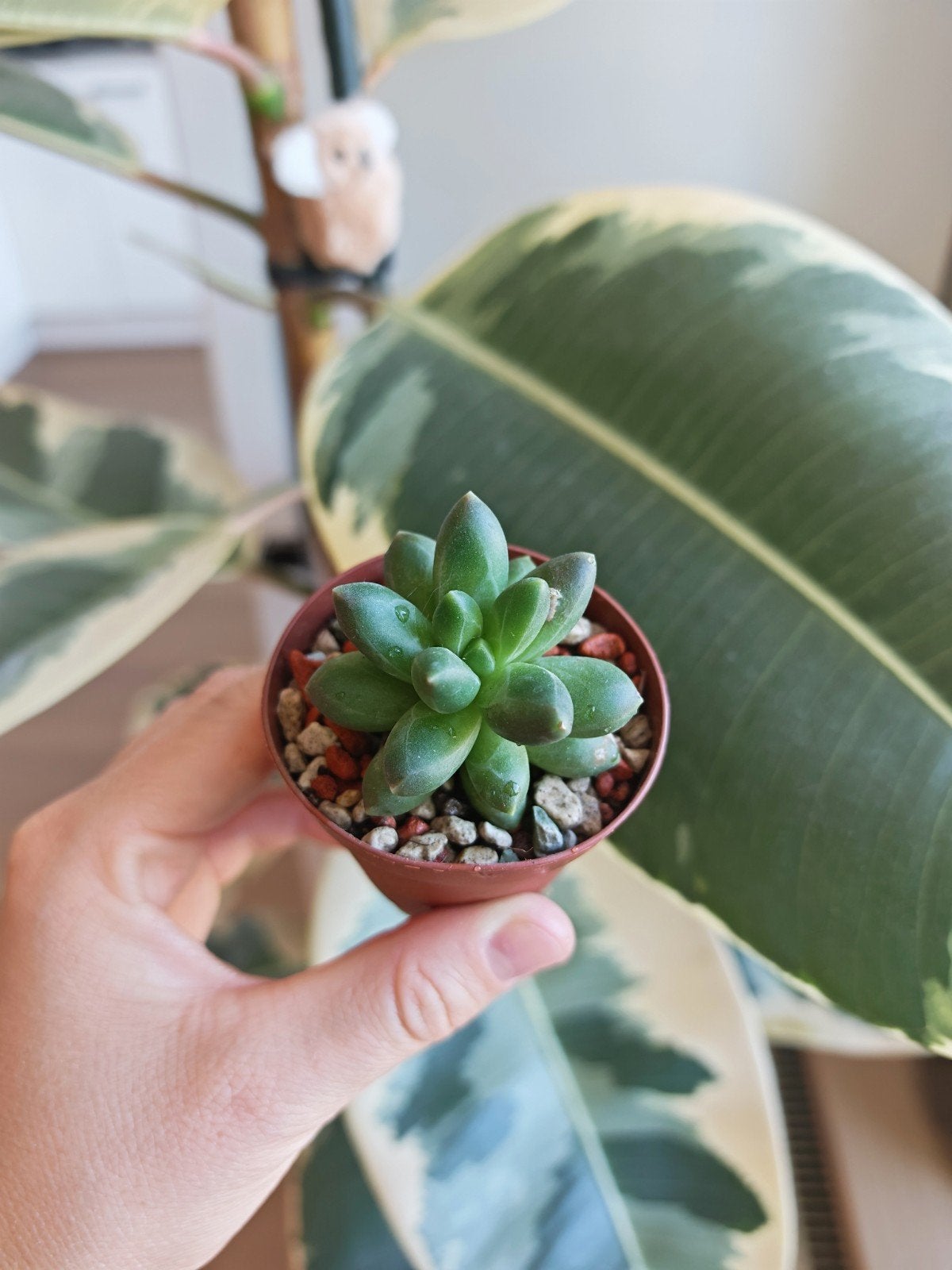 Pachyphytum compactum succulent, Ophalen of Verzenden, Halfschaduw, Minder dan 100 cm
