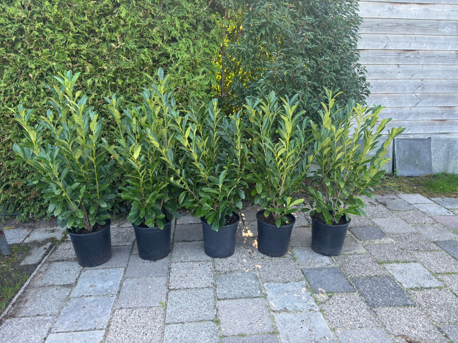 Prunus Genolia. Vanaf €7.50, Tuin en Terras, Ophalen, Laurier, Haag, 100 tot 250 cm