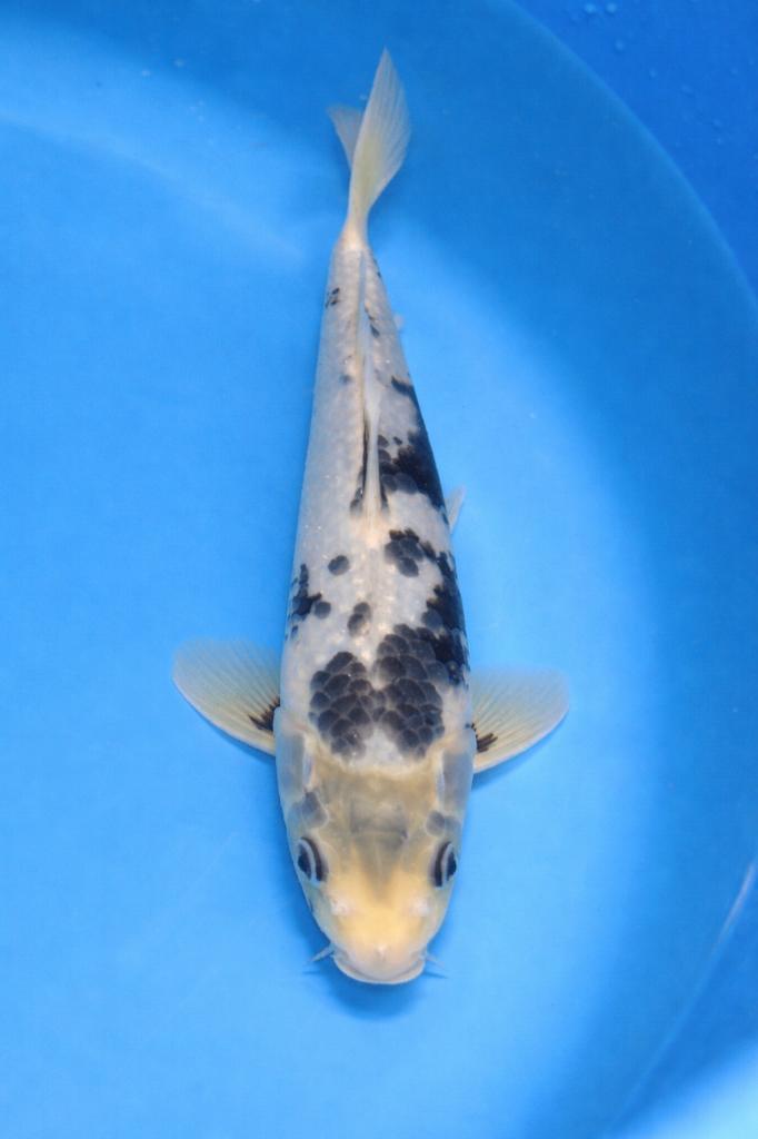 Shiro Utsuri 31_35 cm Sansai Kaneko, Karper of Koi