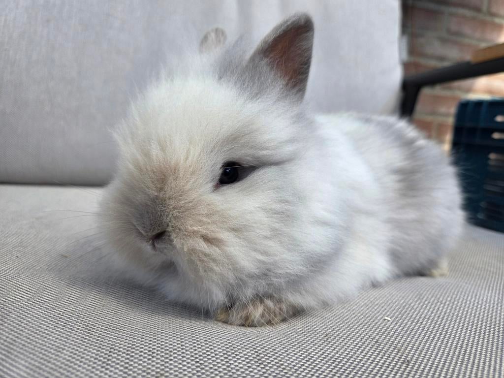 Mooi lichtgekleurd teddy dwerg rammetje, Mannelijk, Dwerg, 0 tot 2 jaar