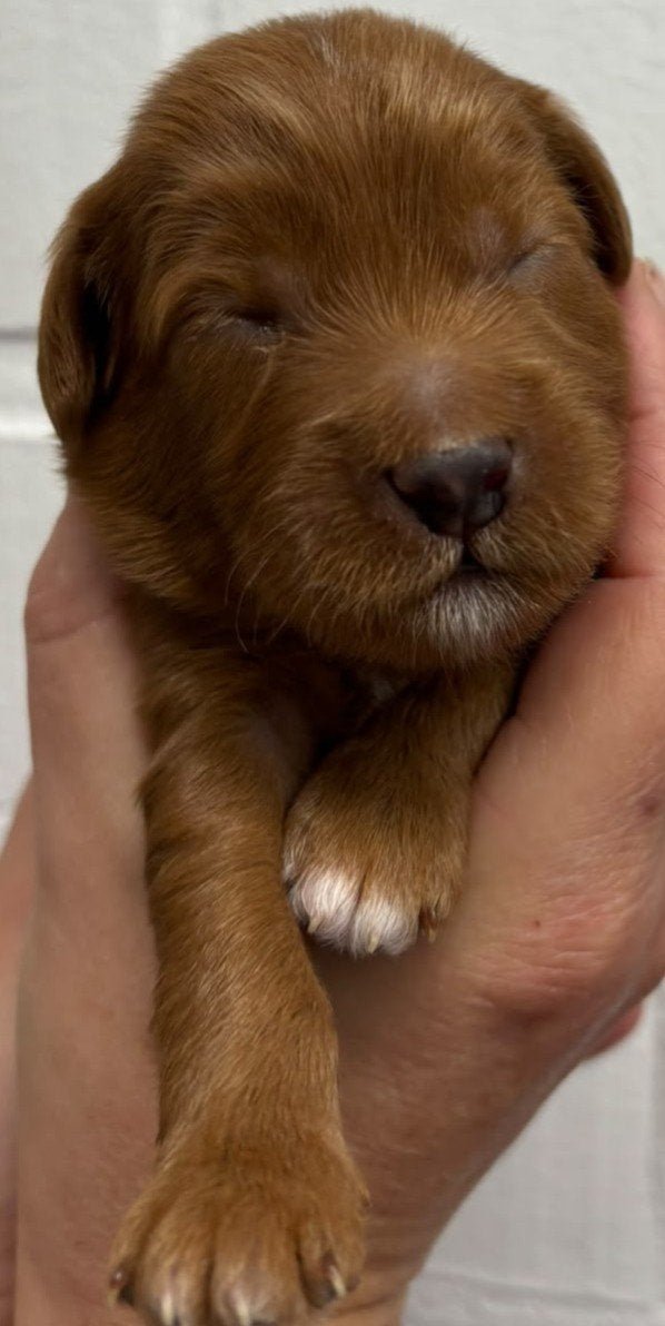 Grote mini / Klein medium Australian Labradoodle pups, Dieren en Toebehoren, 8 tot 15 weken, Meerdere, Meerdere dieren, Nederland