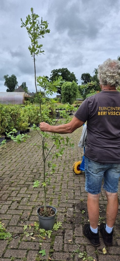 TE KOOP Eik - Quercus robur, Overige soorten, Lente, 100 tot 250 cm, Ophalen