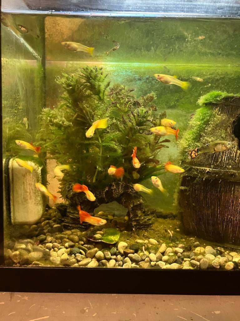 Guppy’s, Vis