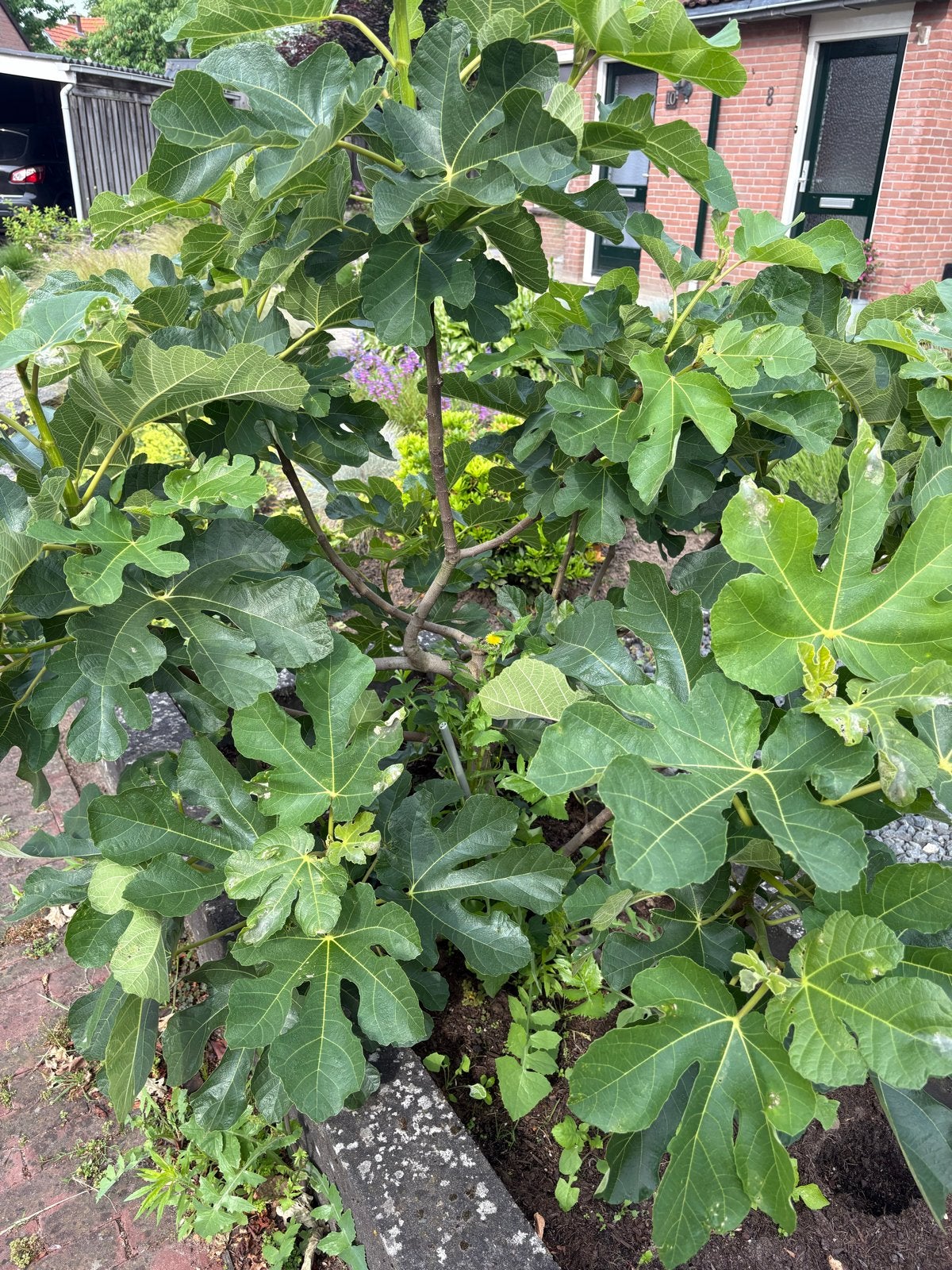 Twee vijgenboompjes, Ophalen, Volle zon, Vaste plant, Zomer