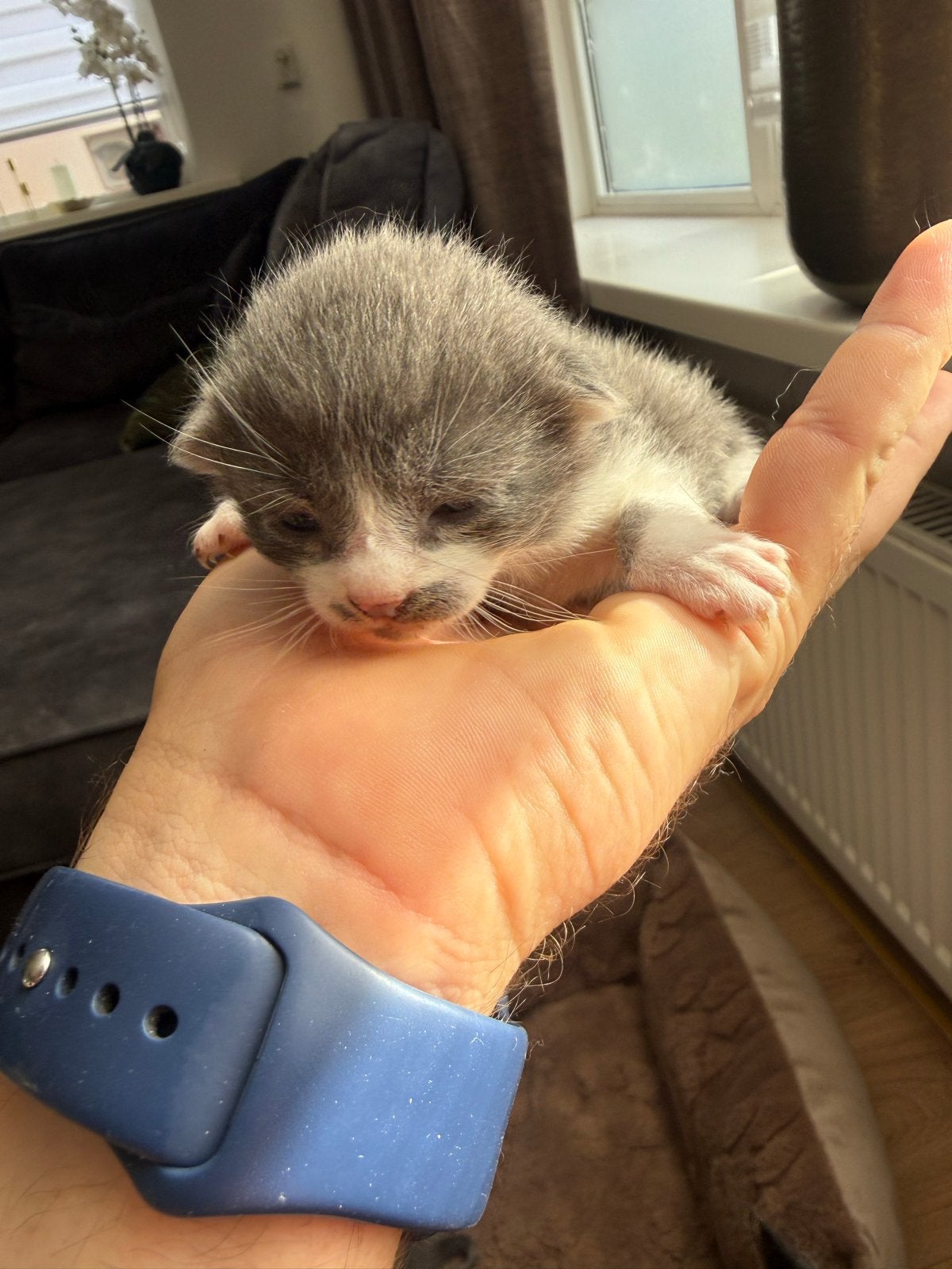 kittens 5 stuks zijn het er, Dieren en Toebehoren, Meerdere dieren, Kortharig, 0 tot 2 jaar