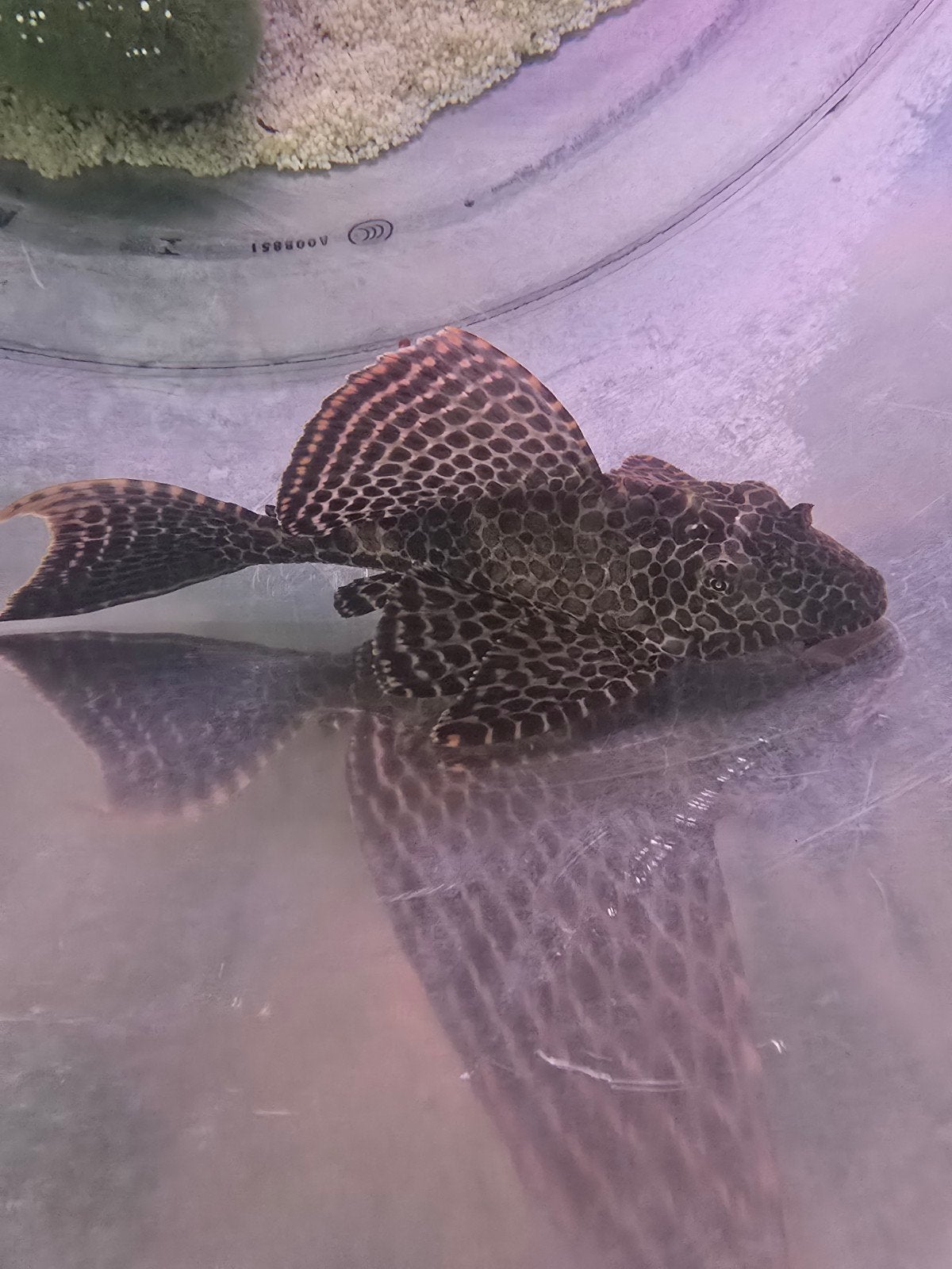Prachtige grote algeneter 25+cm Zeilvin Pleco, Dieren en Toebehoren, Vissen | Aquariumvissen, Vis, Zoetwatervis