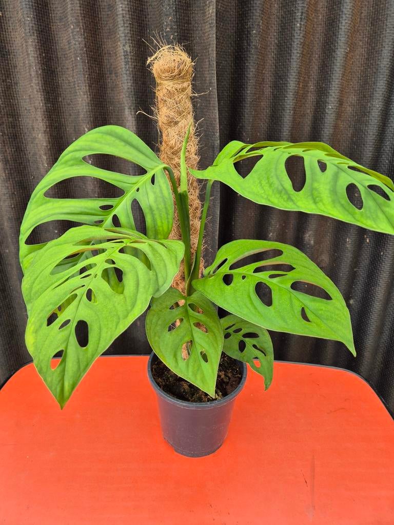 Monstera Esqueleto p17 XXL (1)