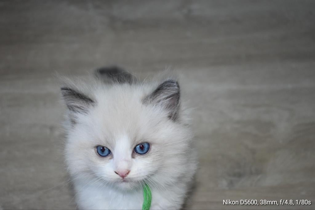 🐱 Ragdoll Blue Bicolor kittens met stamboom 🐈, Meerdere dieren, Met stamboom, 0 tot 2 jaar
