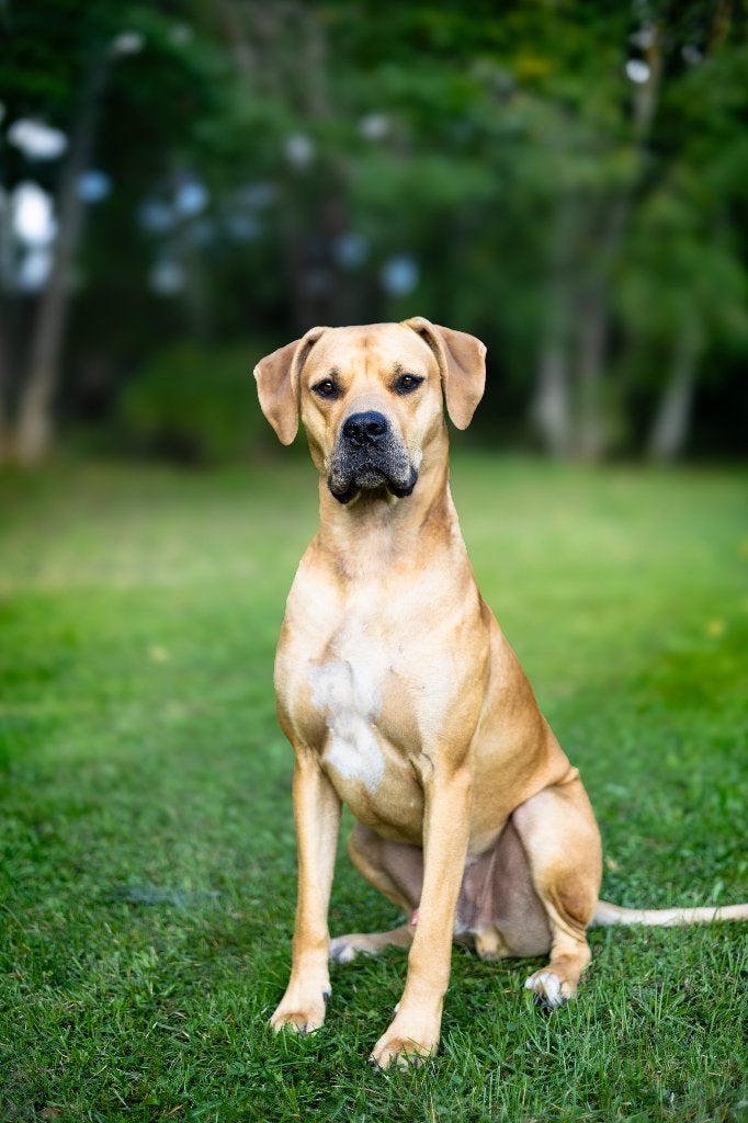 Purposefully bred German Dog AmStaff male, Reu, 1 tot 2 jaar, Eén hond, CDV (hondenziekte)