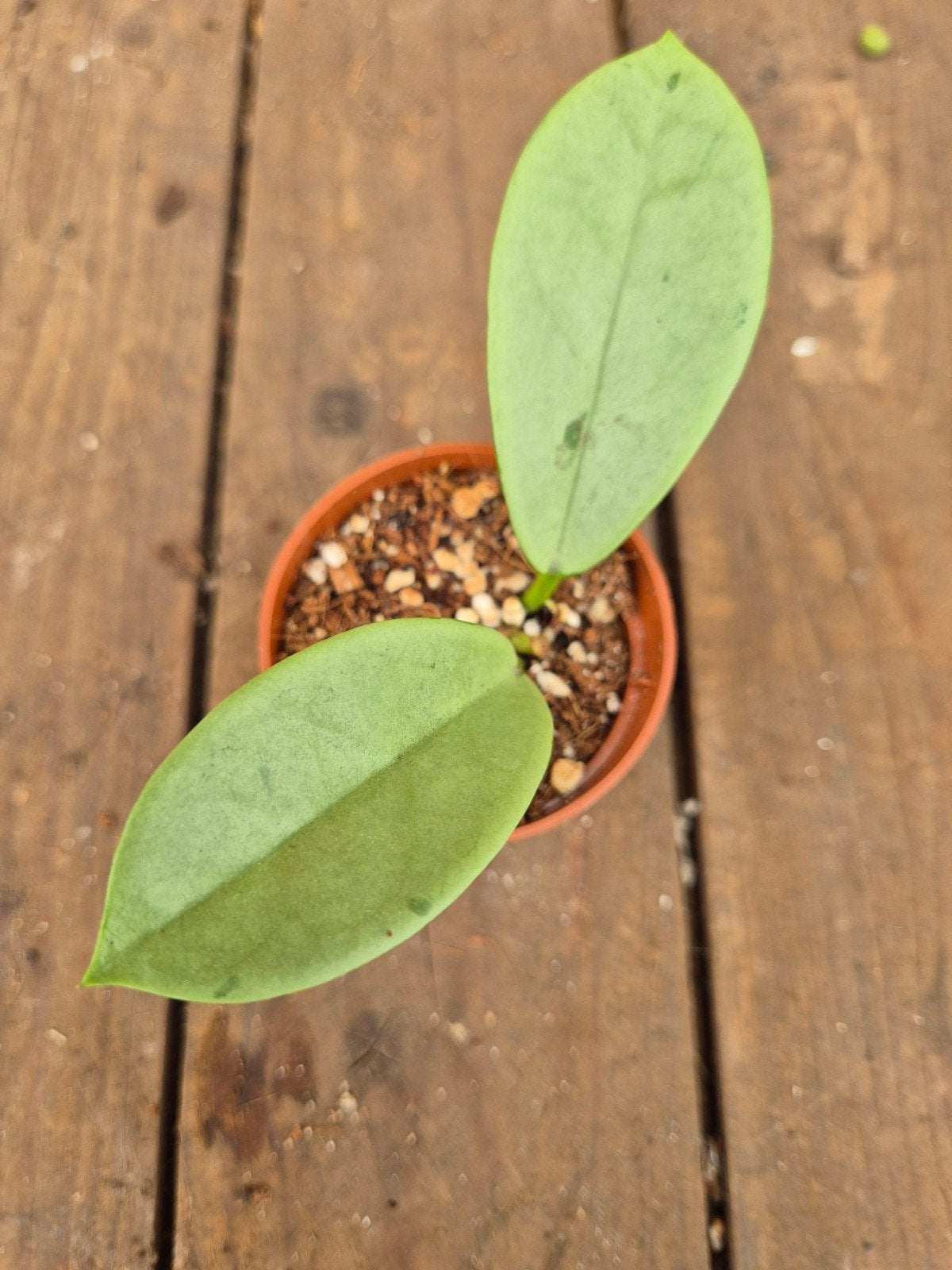 Hoya AH 074 Silver p6 (1), Huis en Inrichting, Ophalen of Verzenden, Halfschaduw, Minder dan 100 cm