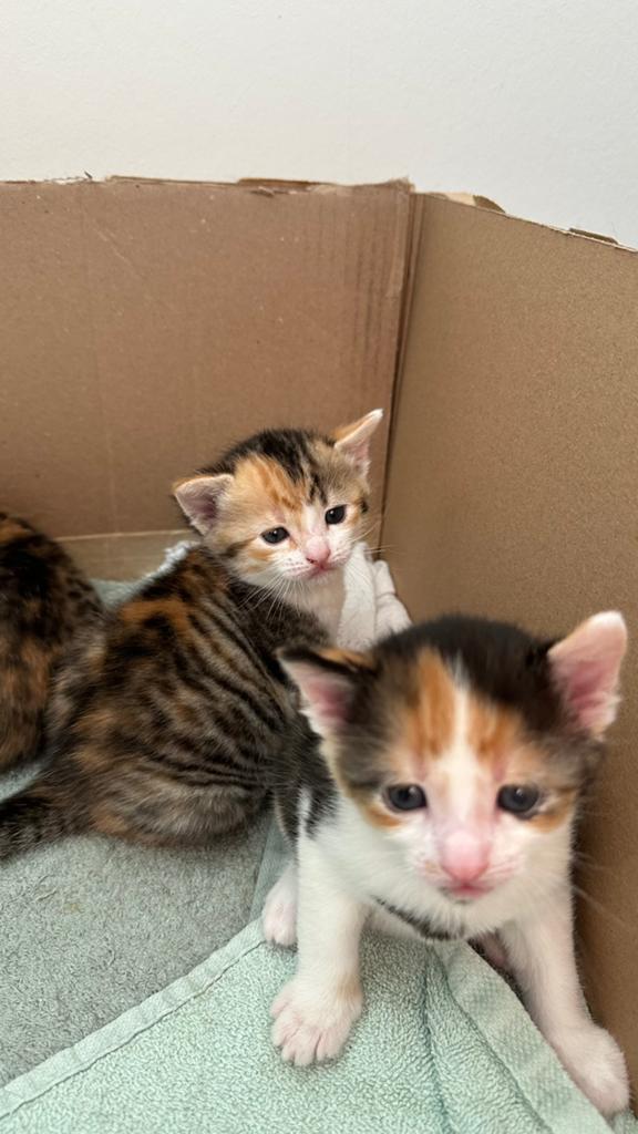 Mooie kittens te koop, Geslacht onbekend, Kortharig, 0 tot 2 jaar