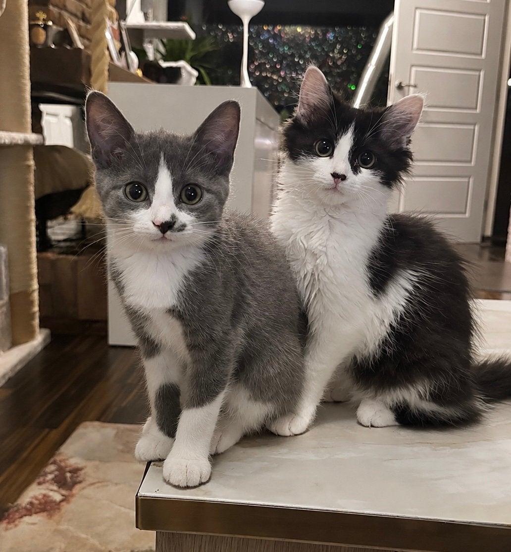 Mainecoon x Ragdoll kittens gevaccineerd & gechipt, Meerdere dieren, Gechipt, 0 tot 2 jaar