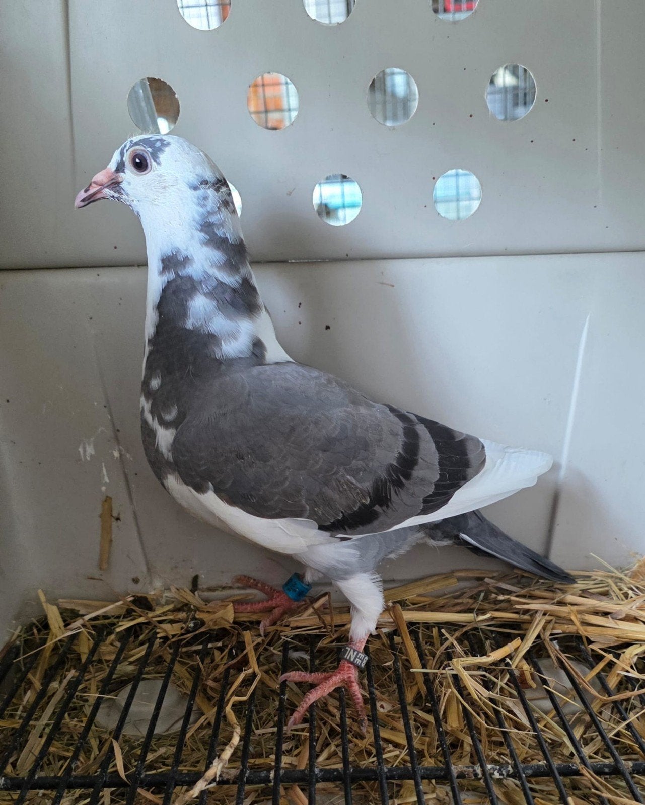 Jonge postduiven  bekende rassen, Dieren en Toebehoren, Vogels | Duiven, Meerdere dieren, Postduif