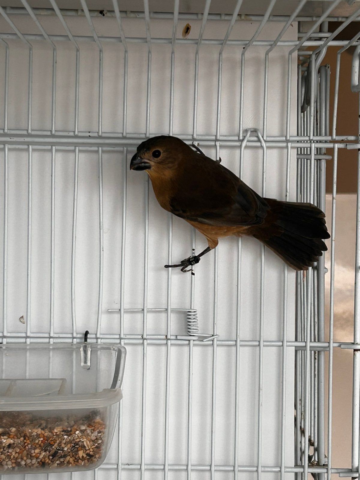 Pluutpaapje pop ( Sporophila leucoptera )geringd 2026, Dieren en Toebehoren, Vrouwelijk, Geringd
