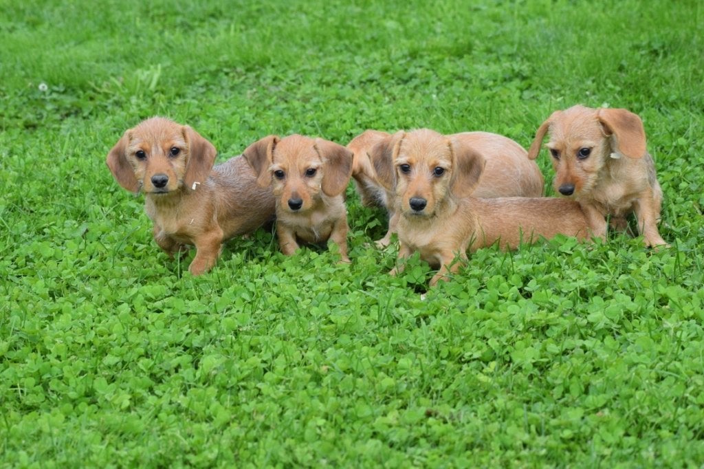 Teckel dwerg Ruwhaar pups blond en peper-zout  🐶🐾, België, 8 tot 15 weken, Dwerg, Meerdere
