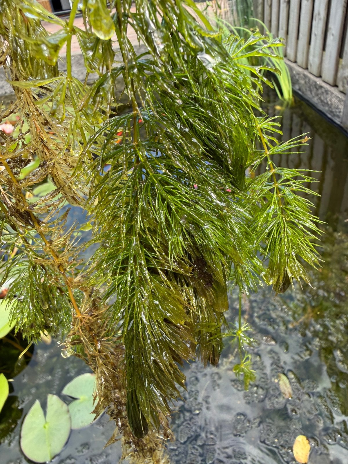 Hoornblad zuurstof plant, Tuin en Terras, Vijvers, Ophalen