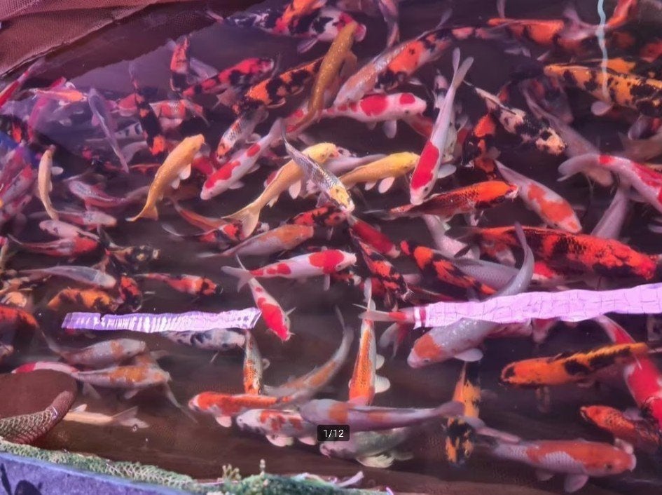 HQ Import koi 25 / 30 cm bij Koidream in Valburg