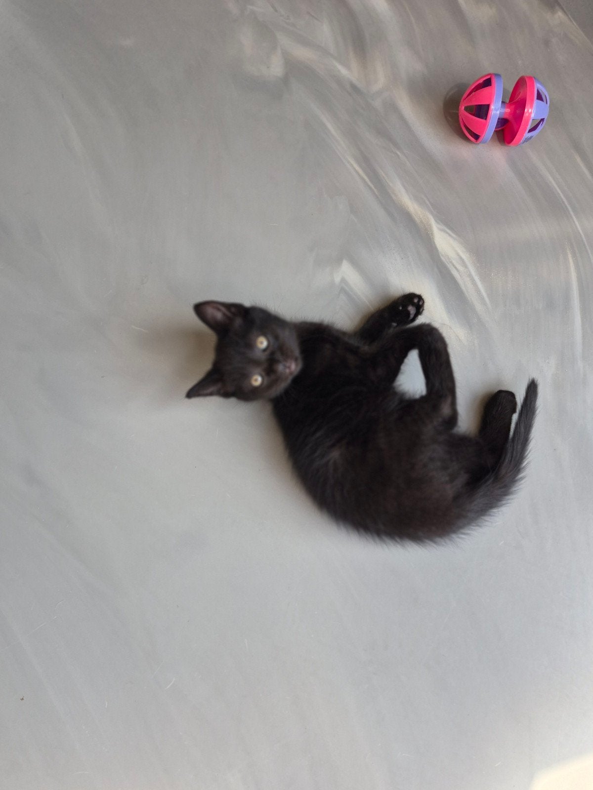 Kittens, zindelijk, groeien op met hond en andere katten., Dieren en Toebehoren, Katten en Kittens | Overige Katten, Meerdere dieren