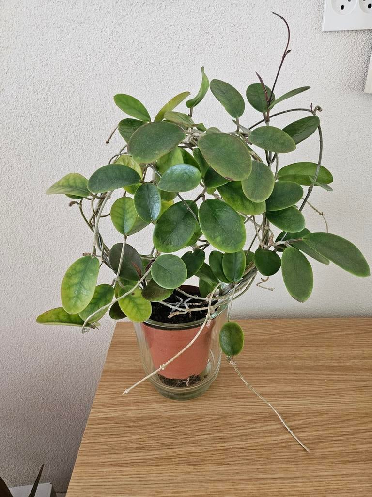 Jasmijn bloem, Huis en Inrichting, Ophalen