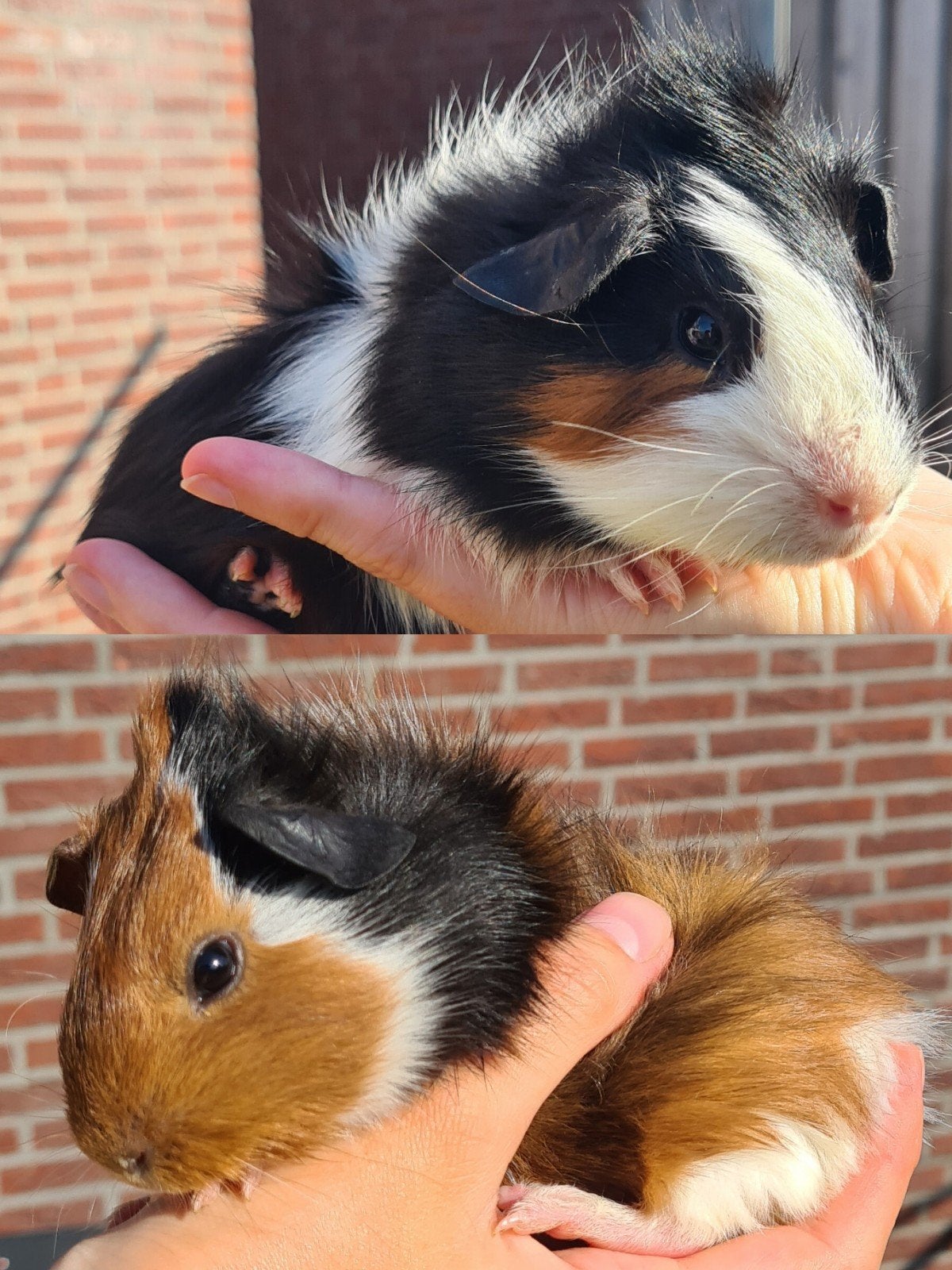 Lieve jonge cavia's te koop, Dieren en Toebehoren, Knaagdieren, Meerdere dieren, Cavia, Mei, Tam