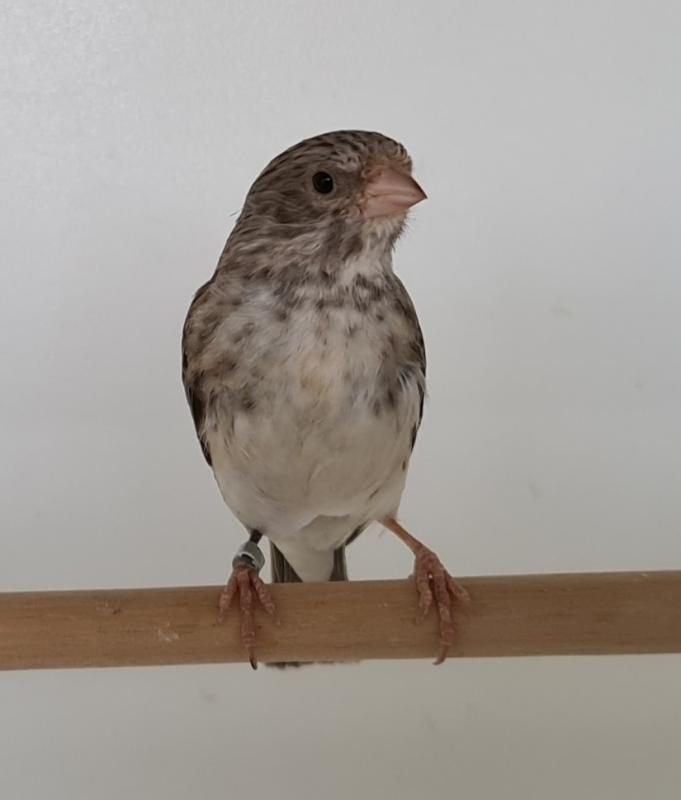 Witstuit edelzangers beschikbaar, Meerdere dieren, Tropenvogel