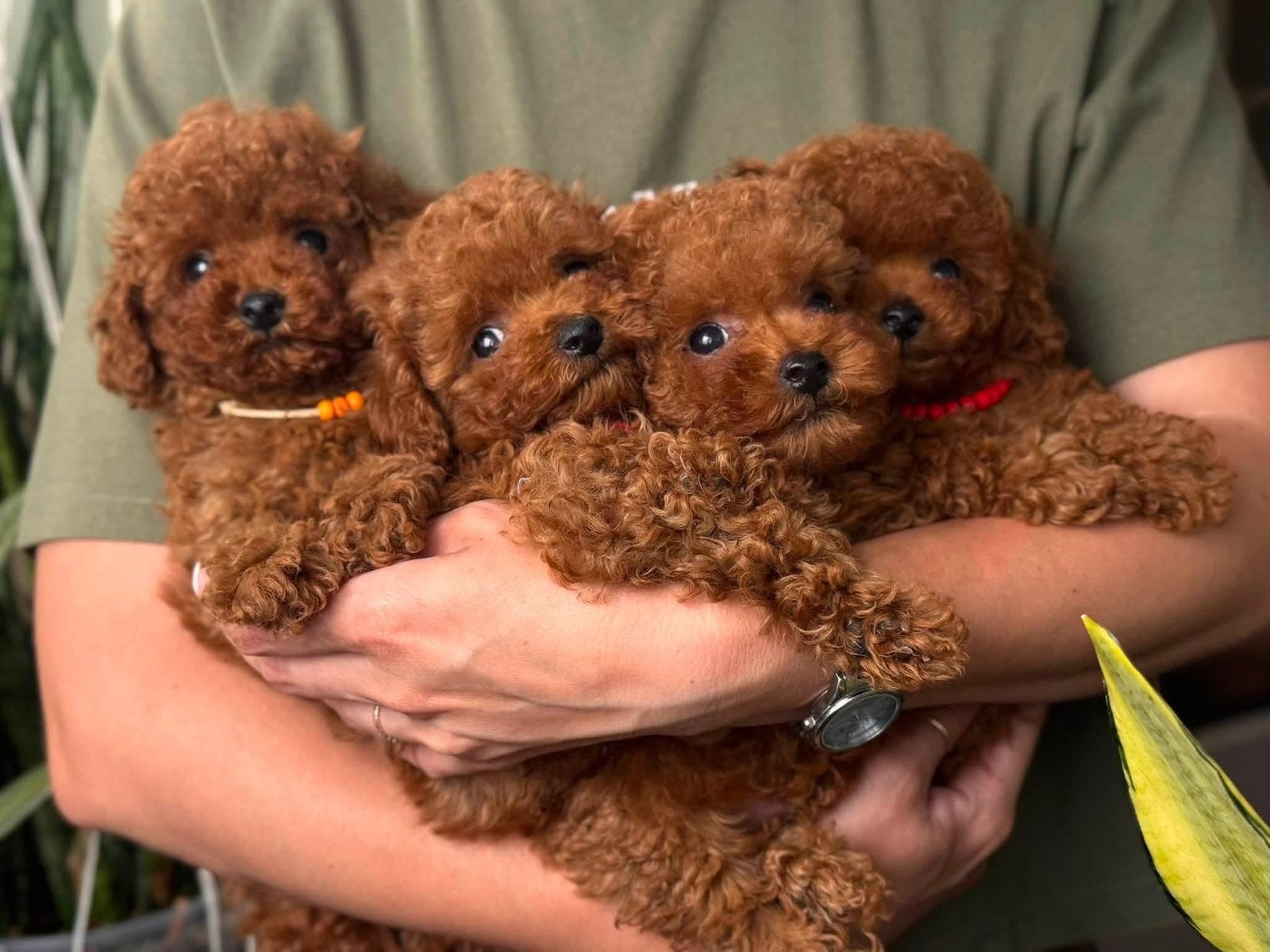 Toypoedel Aziatische lijn FCI stamboom toy poedels dieprood, Dieren en Toebehoren, Honden | Chihuahua's en Gezelschapshonden, Poedel
