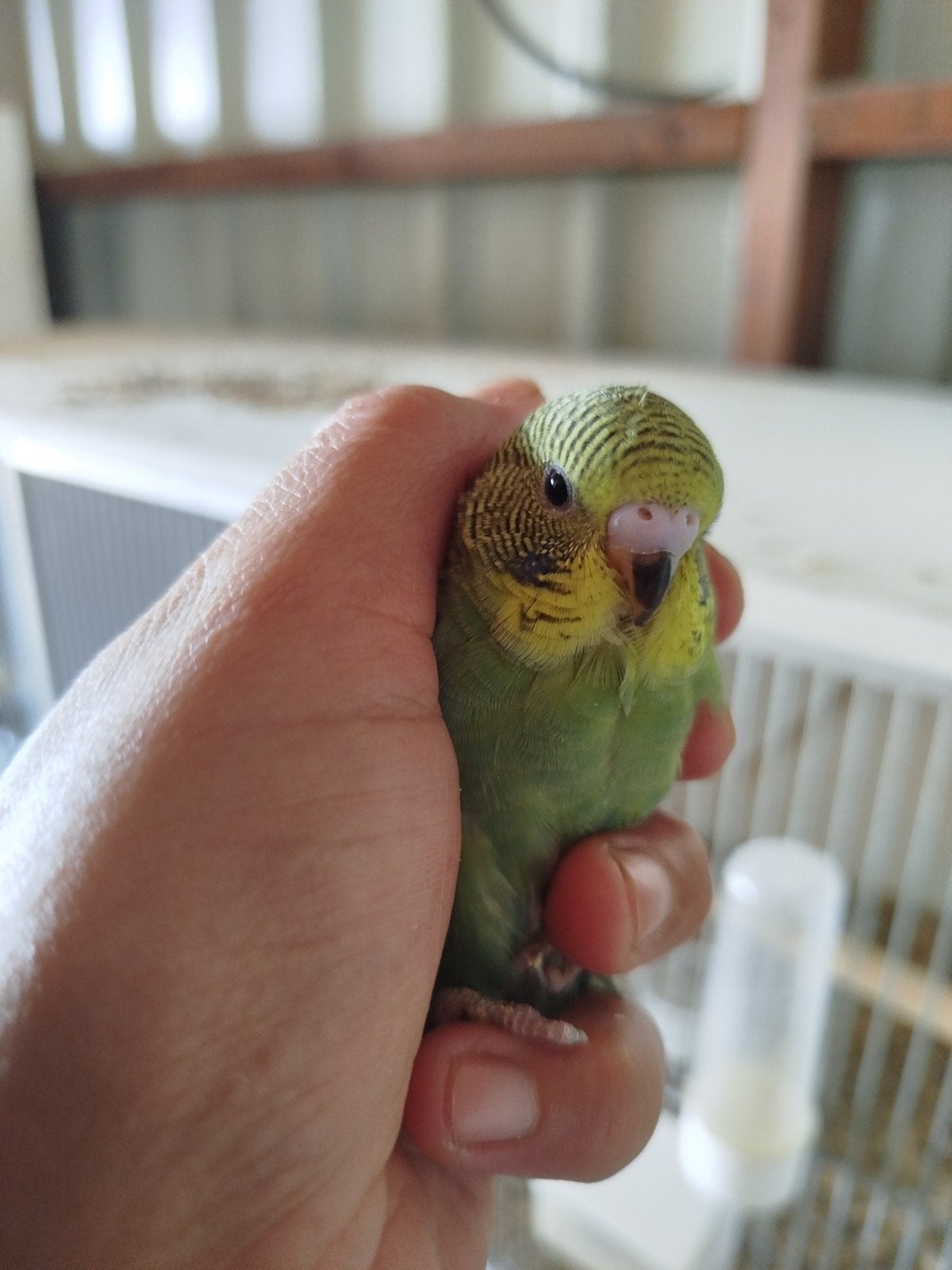 Verschillende vogels te koop inc kooi, Dieren en Toebehoren, Vogels | Parkieten en Papegaaien, Meerdere dieren, Dwergpapegaai of Agapornis